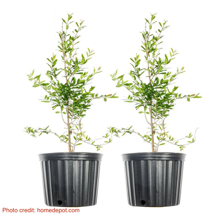 Tool-Pomegrante-Tree-HomeDepot.png